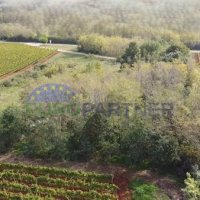 Istra, terreno agricolo al limite della zona edificabile - 2